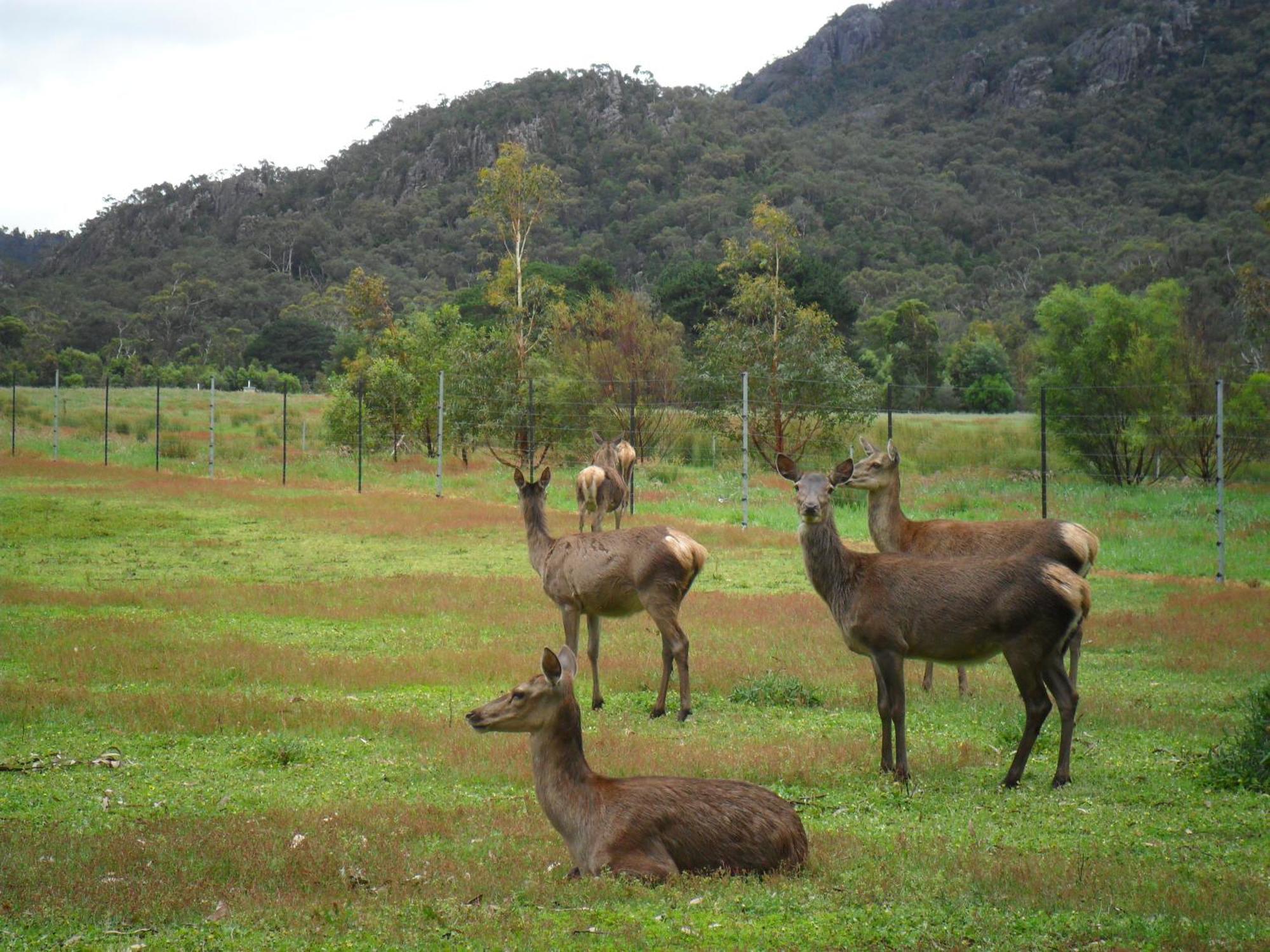 Grampians Chalets Halls Gap Eksteriør bilde