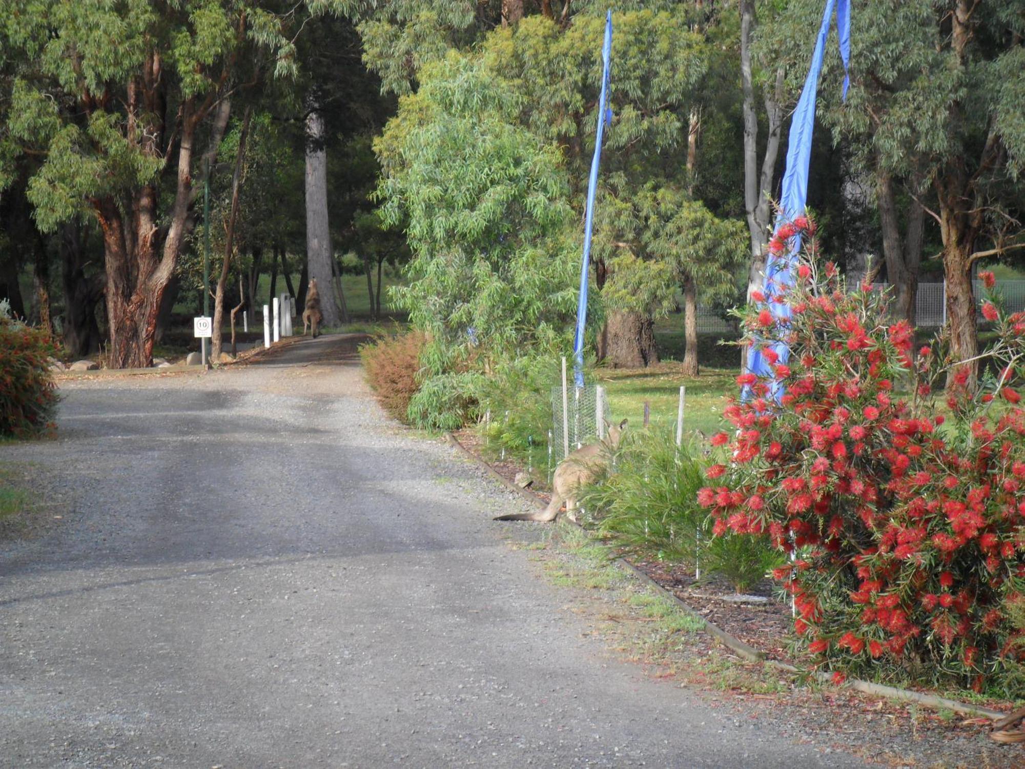 Grampians Chalets Halls Gap Eksteriør bilde