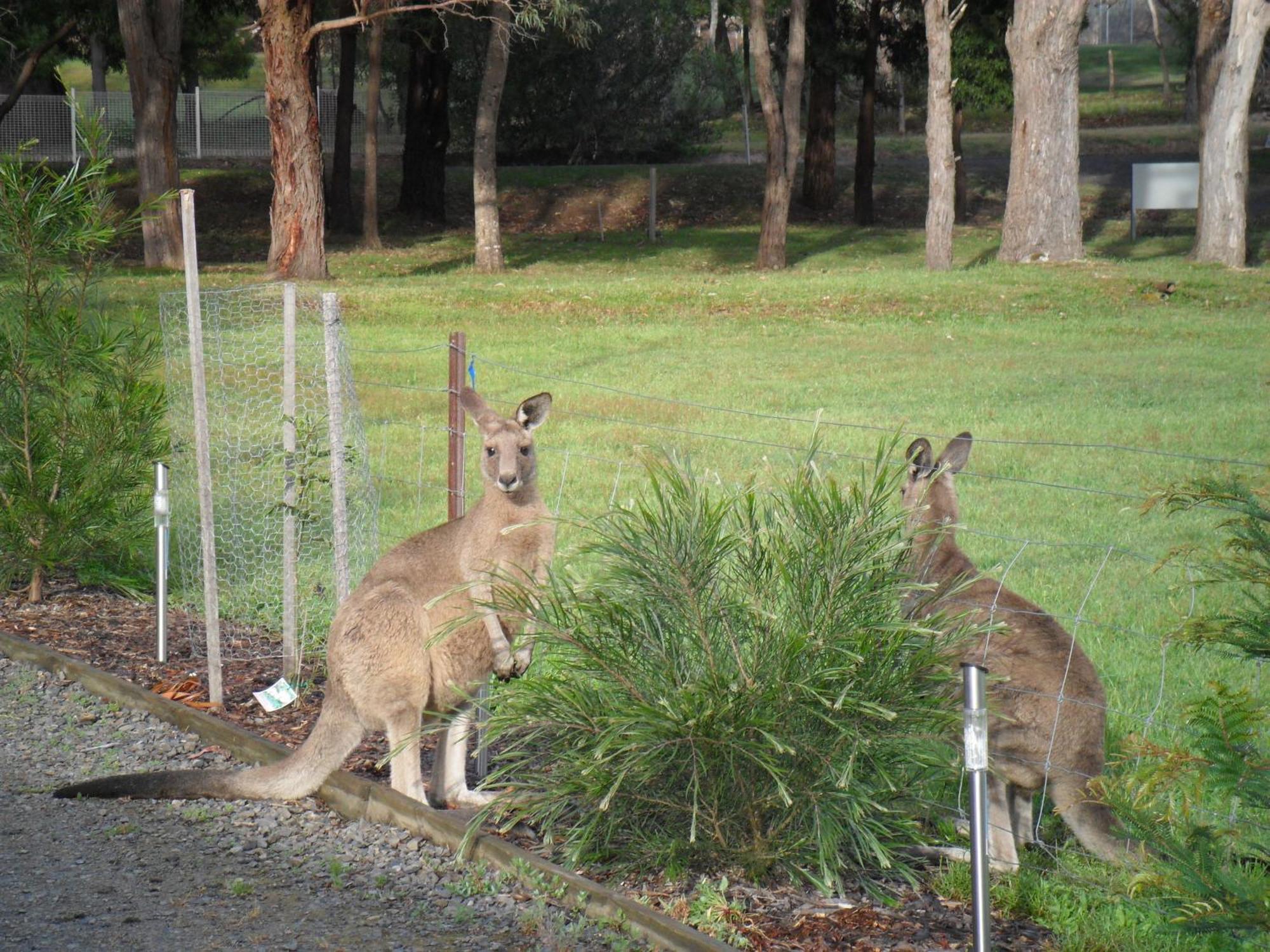 Grampians Chalets Halls Gap Eksteriør bilde