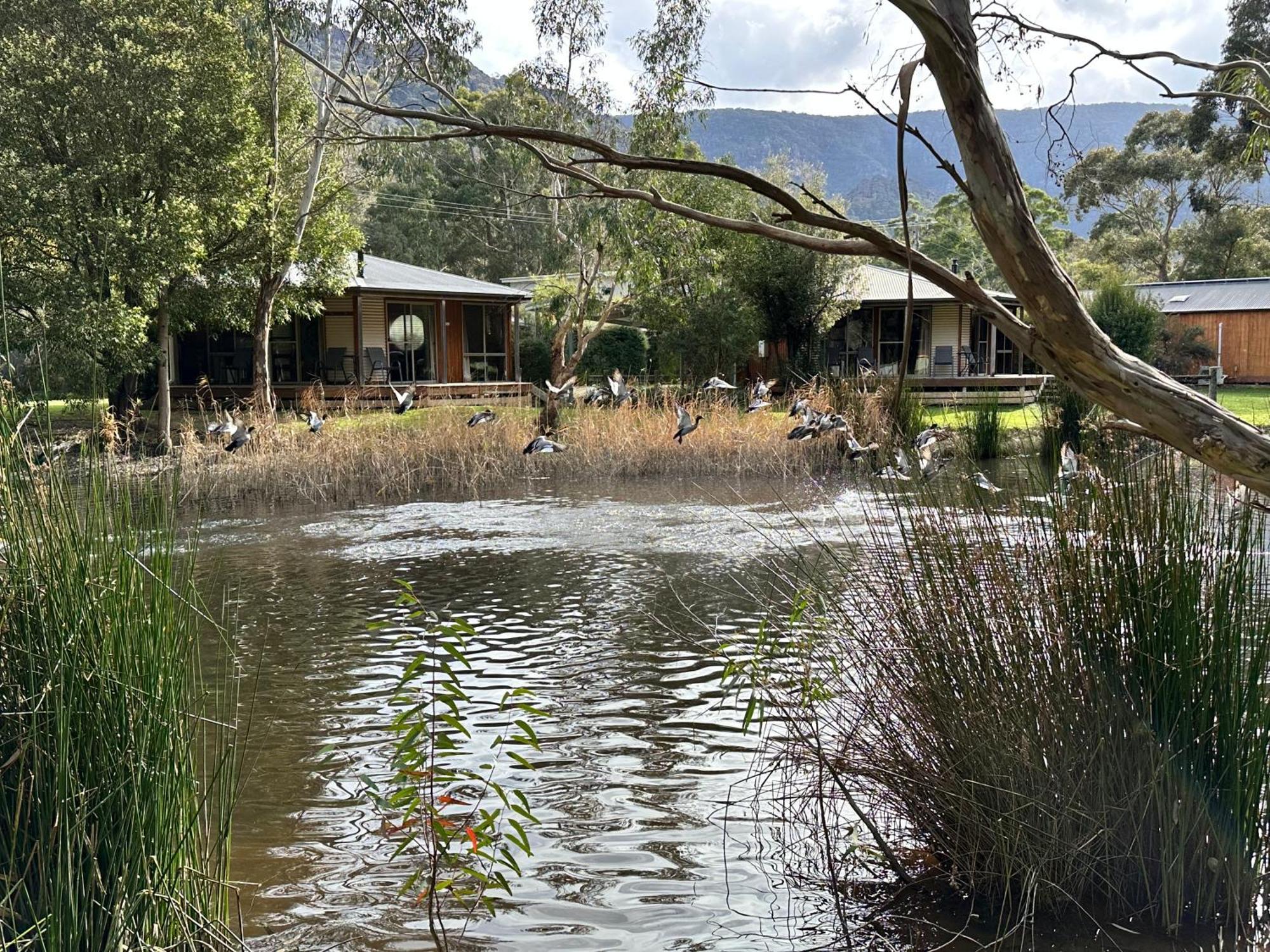 Grampians Chalets Halls Gap Eksteriør bilde